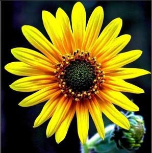 Meet your Posher, Ladonna